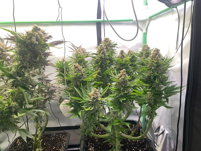 Growreport Bild 5