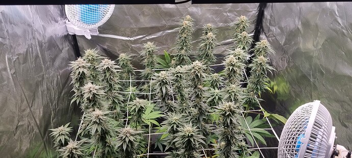 Growreport Bild 13