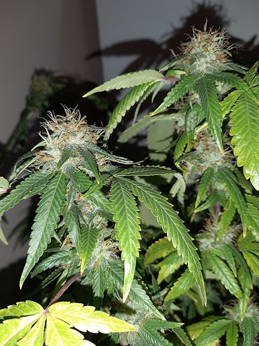 Growreport Bild 9