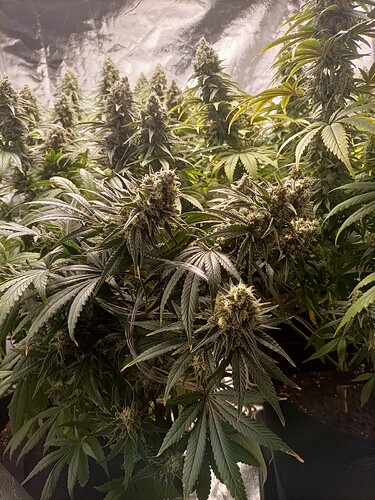 Growreport Bild 3