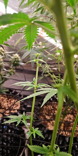 Growreport Bild 29