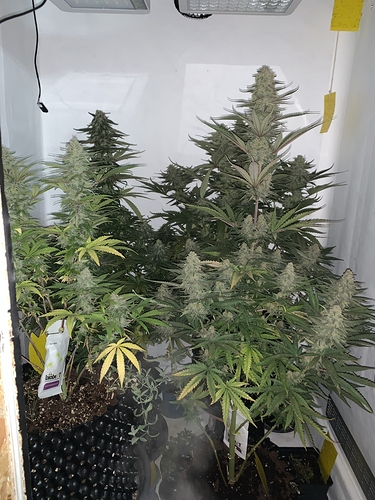 Growreport Bild 1