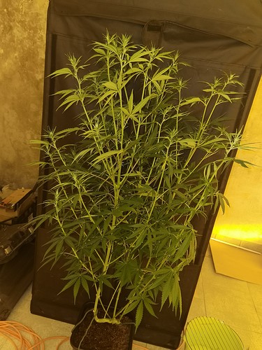Growreport Bild 33
