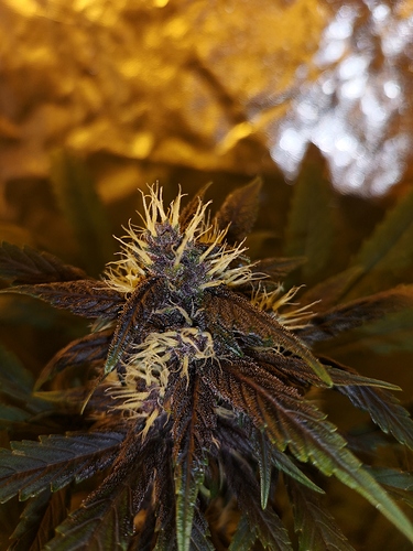 Growreport Bild 5