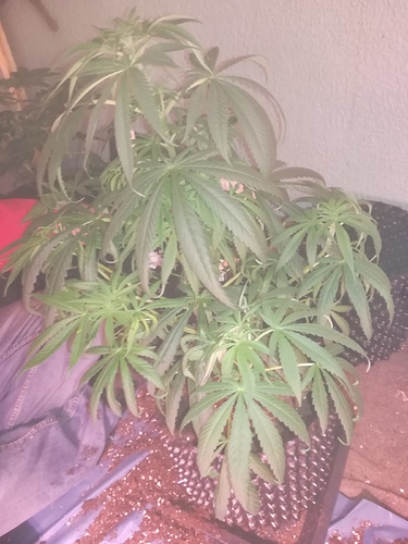 Growreport Bild 1