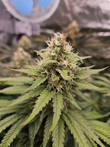 Growreport Bild 39