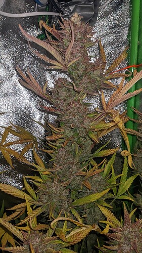 Growreport Bild 2