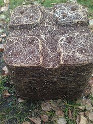 Growreport Bild 15