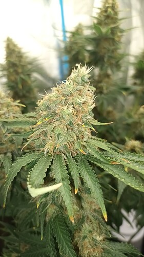 Growreport Bild 6