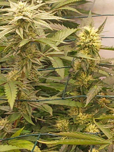 Growreport Bild 9