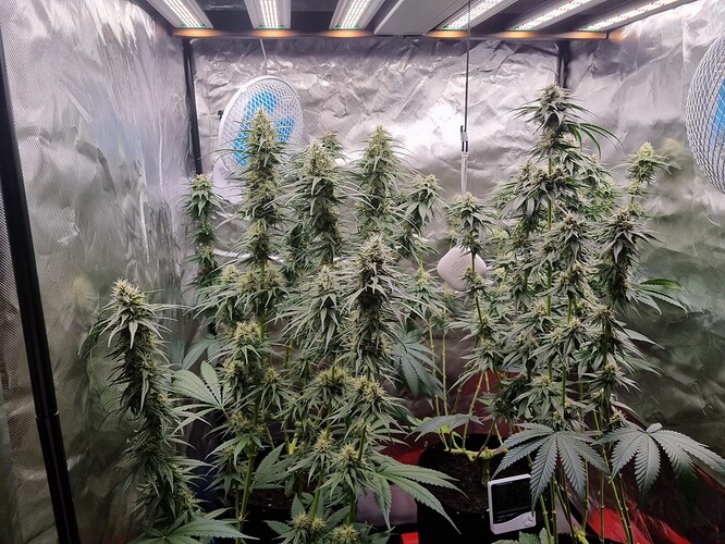 Growreport Bild 2