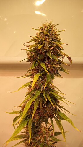 Growreport Bild 4