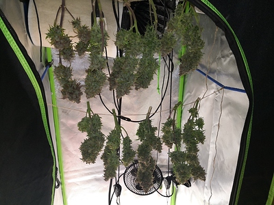 Growreport Bild 4