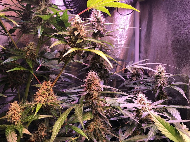 Growreport Bild 14