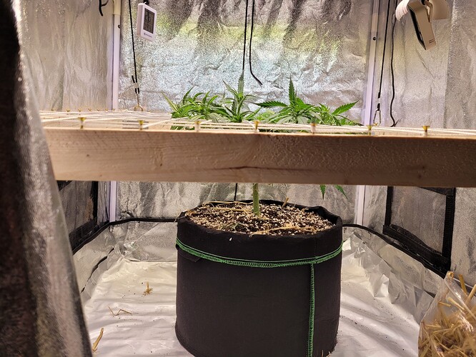 Growreport Bild 4