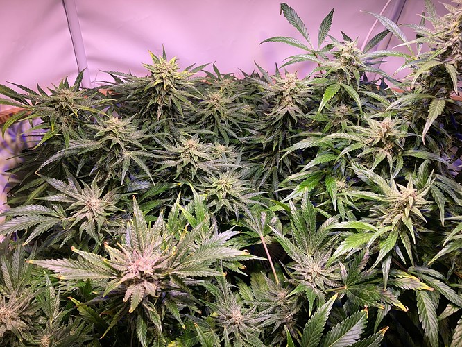 Growreport Bild 1