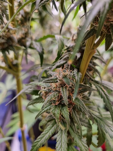 Growreport Bild 30