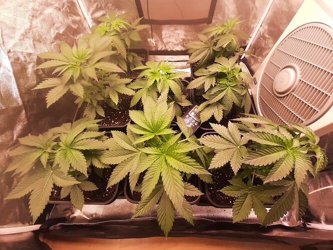 Growreport Bild 4
