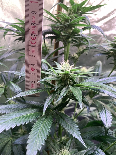 Growreport Bild 13