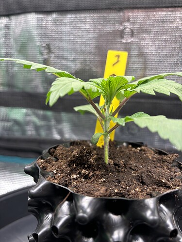 Growreport Bild 85
