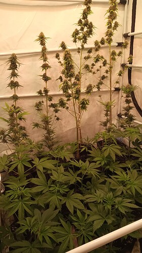 Growreport Bild 52
