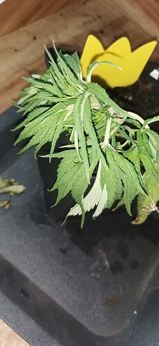 Growreport Bild 49