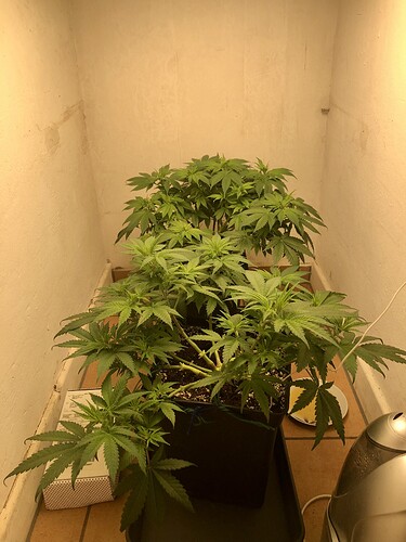 Growreport Bild 1