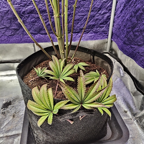 Growreport Bild 30