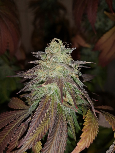 Growreport Bild 7