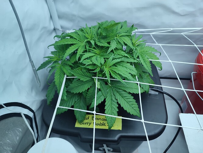Growreport Bild 1