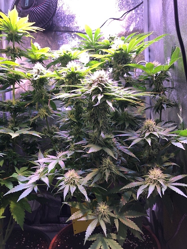 Growreport Bild 39