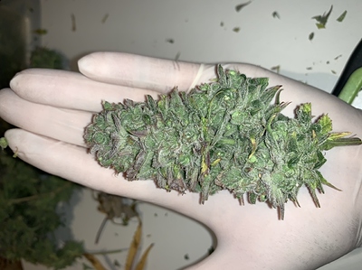 Growreport Bild 9