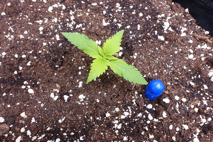 Growreport Bild 5