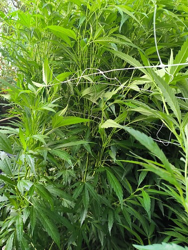Growreport Bild 4