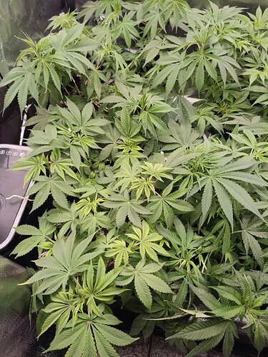 Growreport Bild 2