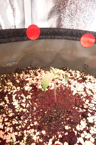 Ein junger Cannabis-Keimling mit hängenden Blättern in einem Stofftopf.