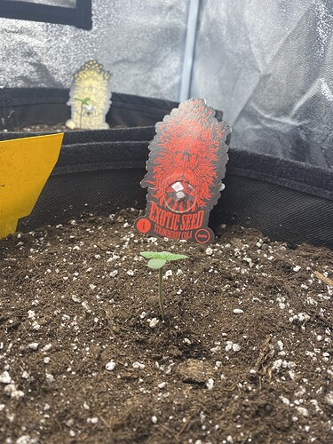 Growreport Bild 2
