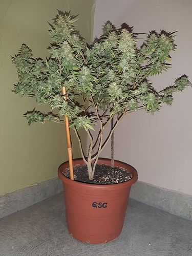 Growreport Bild 4