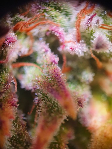 Growreport Bild 1