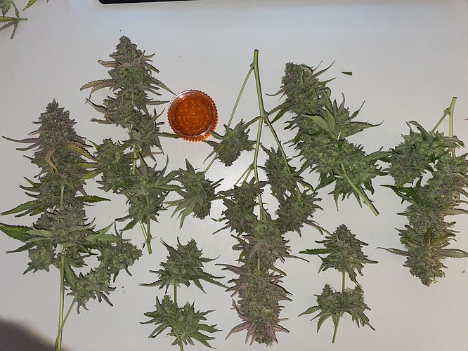 Growreport Bild 1