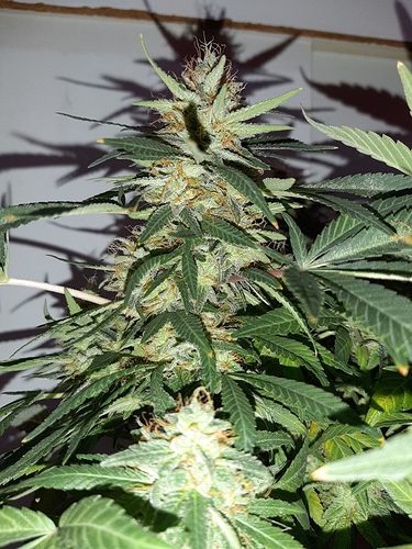 Growreport Bild 6