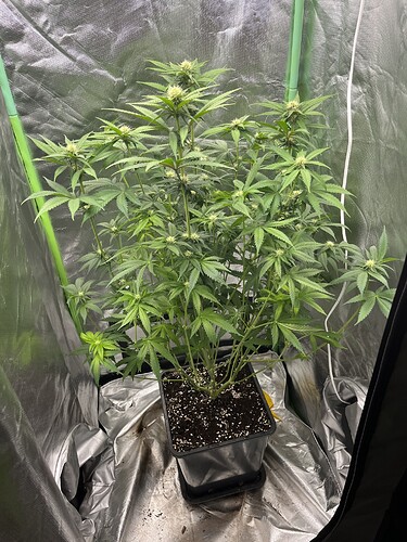 Growreport Bild 3