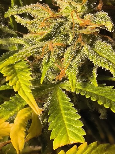 Growreport Bild 19