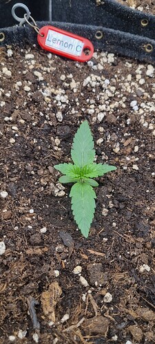 Growreport Bild 16