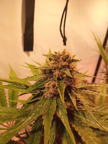 Growreport Bild 35
