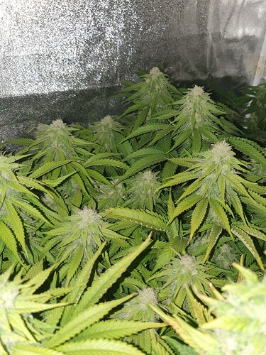 Growreport Bild 14