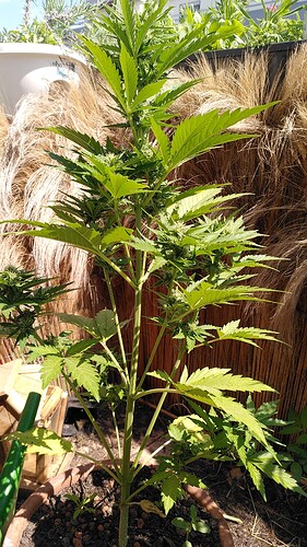 Growreport Bild 3