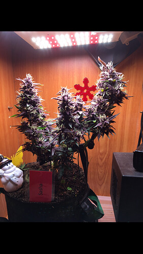 Growreport Bild 6