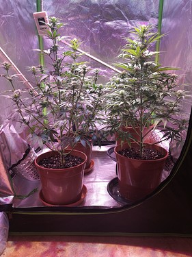 Growreport Bild 7