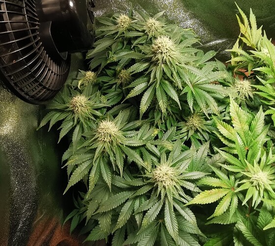 Growreport Bild 6